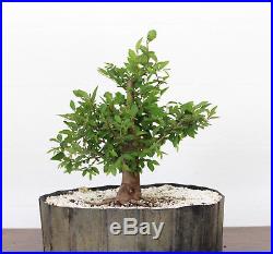 Bonsai, Chinese Elm, Ulmus parvifolia, Premium Prebonsai, Outstanding Nebari #1