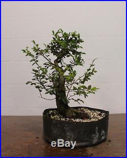 Bonsai, Chinese Elm, Ulmus parvifolia, Premium Prebonsai, Outstanding Nebari #2