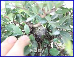 Bonsai, Chinese Elm, Ulmus parvifolia, Premium Prebonsai, Outstanding Nebari #2
