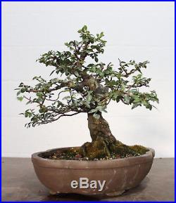 Bonsai, Chinese Elm, Ulmus parvifolia, Styled Bonsai, Nice nebari and Design