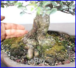 Bonsai, Chinese Elm, Ulmus parvifolia, Styled Bonsai, Nice nebari and Design