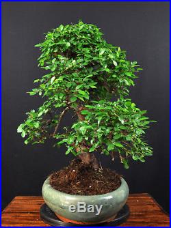 Bonsai Chinesische Ulme Ulmus Parvifolia Indoor Alt Gross Baum Pflegeleicht