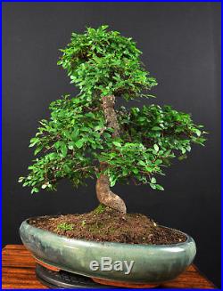 Bonsai Chinesische Ulme Ulmus Parvifolia Indoor Alt Gross Baum Pflegeleicht