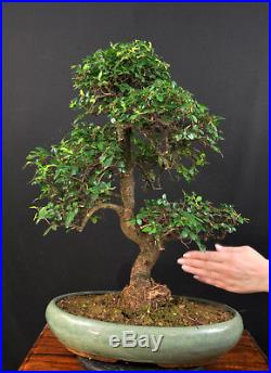 Bonsai Chinesische Ulme Ulmus Parvifolia Indoor Baum Gross Alt Pflegeleicht