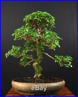 Bonsai Chinesische Ulme Ulmus Parvifolia Indoor Baum Gross Alt Pflegeleicht