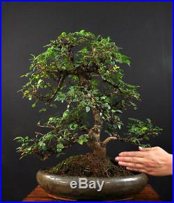 Bonsai Chinesische Ulme Ulmus Parvifolia Indoor Baum Gross Pflegeleicht