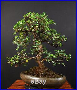 Bonsai Chinesische Ulme Ulmus Parvifolia Indoor Baum Gross Pflegeleicht