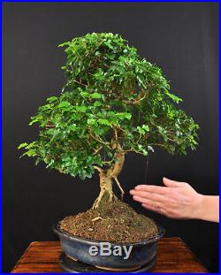 Bonsai Chinesischer Liguster Ligustrum Sinensis Indoor Baum Pflegeleicht