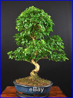 Bonsai Chinesischer Liguster Ligustrum Sinensis Indoor Baum Pflegeleicht