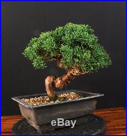 Bonsai Chinesischer Wacholder Itoigawa Juniperus Chinensis Outdoor