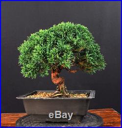 Bonsai Chinesischer Wacholder Itoigawa Juniperus Chinensis Outdoor