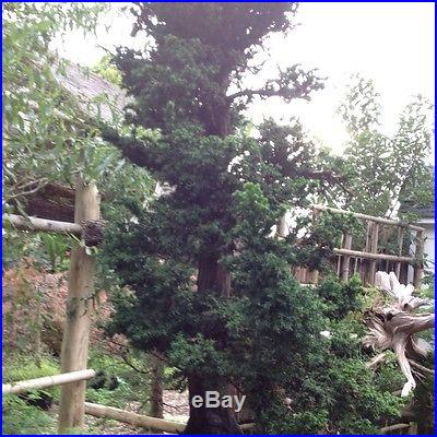 Bonsai Chriptomarea Jin Sugi Tree 30 Years Old In Clay Bonsai Pot Large 3.5