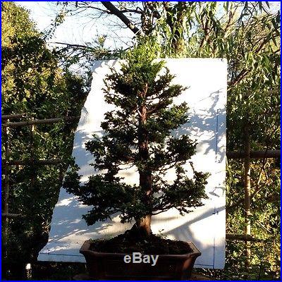 Bonsai Chriptomarea Jin Sugi Tree 30 Years Old In Clay Bonsai Pot Large 3.5