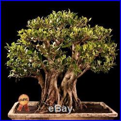 Bonsai Ficus Microcarpa 13.1855
