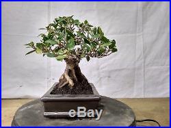 Bonsai Ficus Microcarpa 13.661