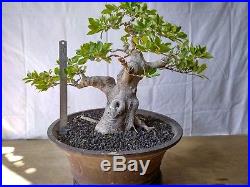 Bonsai Ficus Microcarpa GOOD BALANCE