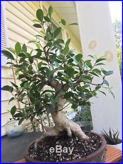 Bonsai Ficus Microcarpa Great Nebari And Perfect Taper