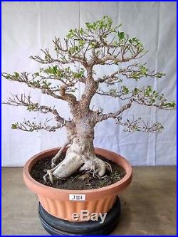 Bonsai Ficus Microcarpa J101