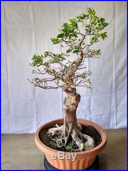 Bonsai Ficus Microcarpa MONSTER ROOTS
