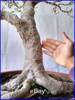 Bonsai Ficus Microcarpa MONSTER ROOTS
