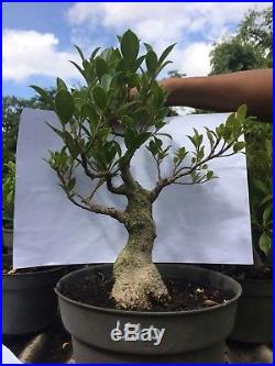 Bonsai Ficus Microcarpa Ref 13.10