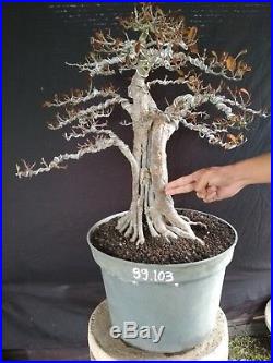 Bonsai Ficus Microcarpa Ref 99.103 SILVER LEAF
