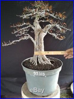 Bonsai Ficus Microcarpa Ref 99.103 SILVER LEAF