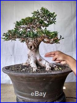 Bonsai Ficus Retusa Elegant 8.664