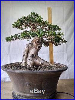 Bonsai Ficus Retusa Elegant 8.664