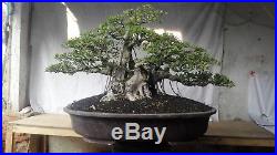 Bonsai Ficus Retusa JAMON SUGI