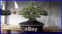 Bonsai Ficus Retusa JAMON SUGI