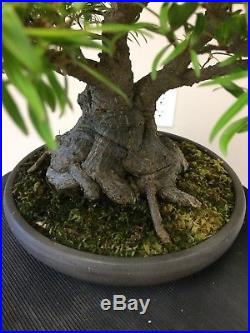 Bonsai Ficus nerifolia