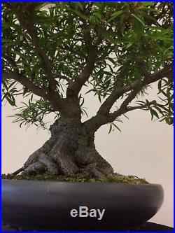 Bonsai Ficus nerifolia