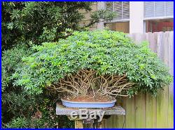 Bonsai Garden's Dwarf Hawaiian Umbrella Tree (Indoor) Plant Pot Home New