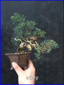 Bonsai Ginepro Juniperus Chinensis
