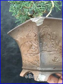 Bonsai Ginepro Juniperus Chinensis