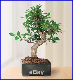 Bonsai Golden Gate Ficus Tree Foliage Plant 7 Years Tropical Indoor Houseplant