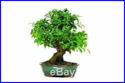 Bonsai Golden Gate Ficus Tree Live Plant Indoor Office 15 years old 18 to 22