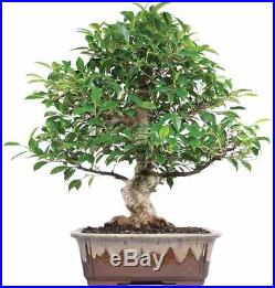 Bonsai Golden Gate Ficus Tree Live Plant Indoor Office 15 years old 18 to 22