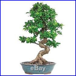 Bonsai Grafted Ficus Tree Hooseplan or Garden Rich Green 14 Years Best Gift NEW
