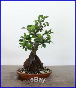Bonsai, Green Gem Ficus, Root Over Rock Style, Fully Wired + Well Trained
