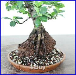 Bonsai, Green Gem Ficus, Root Over Rock Style, Fully Wired + Well Trained