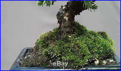 Bonsai, Green Mound Juniper, Procumbens Nana, Beautifully done, Mame sized