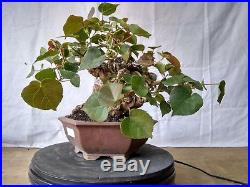 Bonsai Hibiscus Tiliaceus