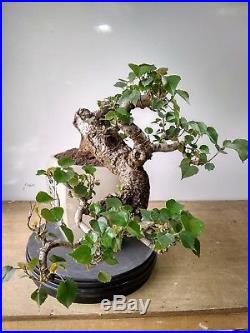 Bonsai Hibiscus Tiliaceus Cascade Style