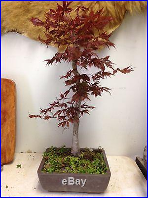 Bonsai Japanese Lace Leaf Red Maple Old Tree, show piece, NR over 25+ years old