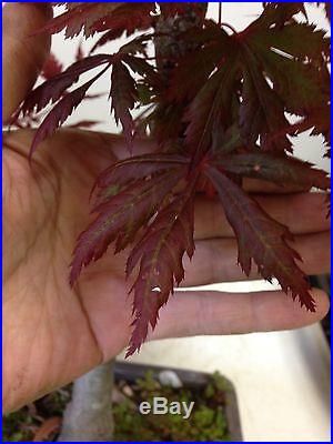 Bonsai Japanese Lace Leaf Red Maple Old Tree, show piece, NR over 25+ years old