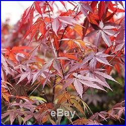Bonsai Japanese Red Maple Foliage Tree Live Yard Plant 6 Years Best Gift NEW
