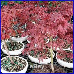 Bonsai Japanese Red Maple Foliage Tree Live Yard Plant 6 Years Best Gift NEW