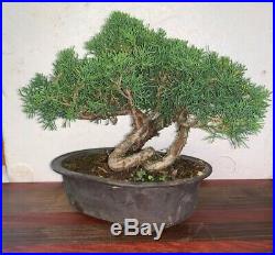 Bonsai Japanese Shimpaku kishu shohin mame 35yrs twisted trunk show tree A+